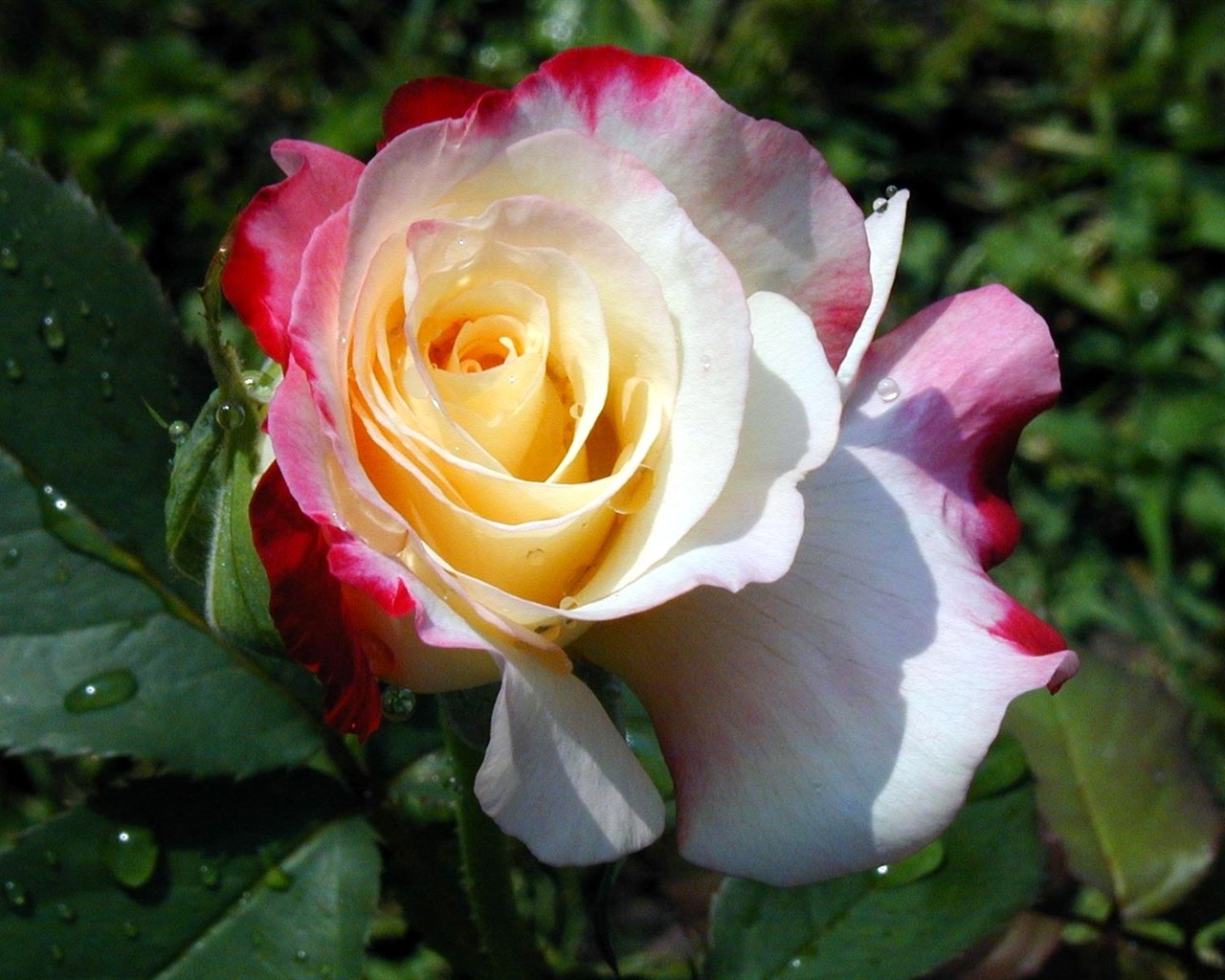 Rose foto super tapetu #8 - 1280x1024