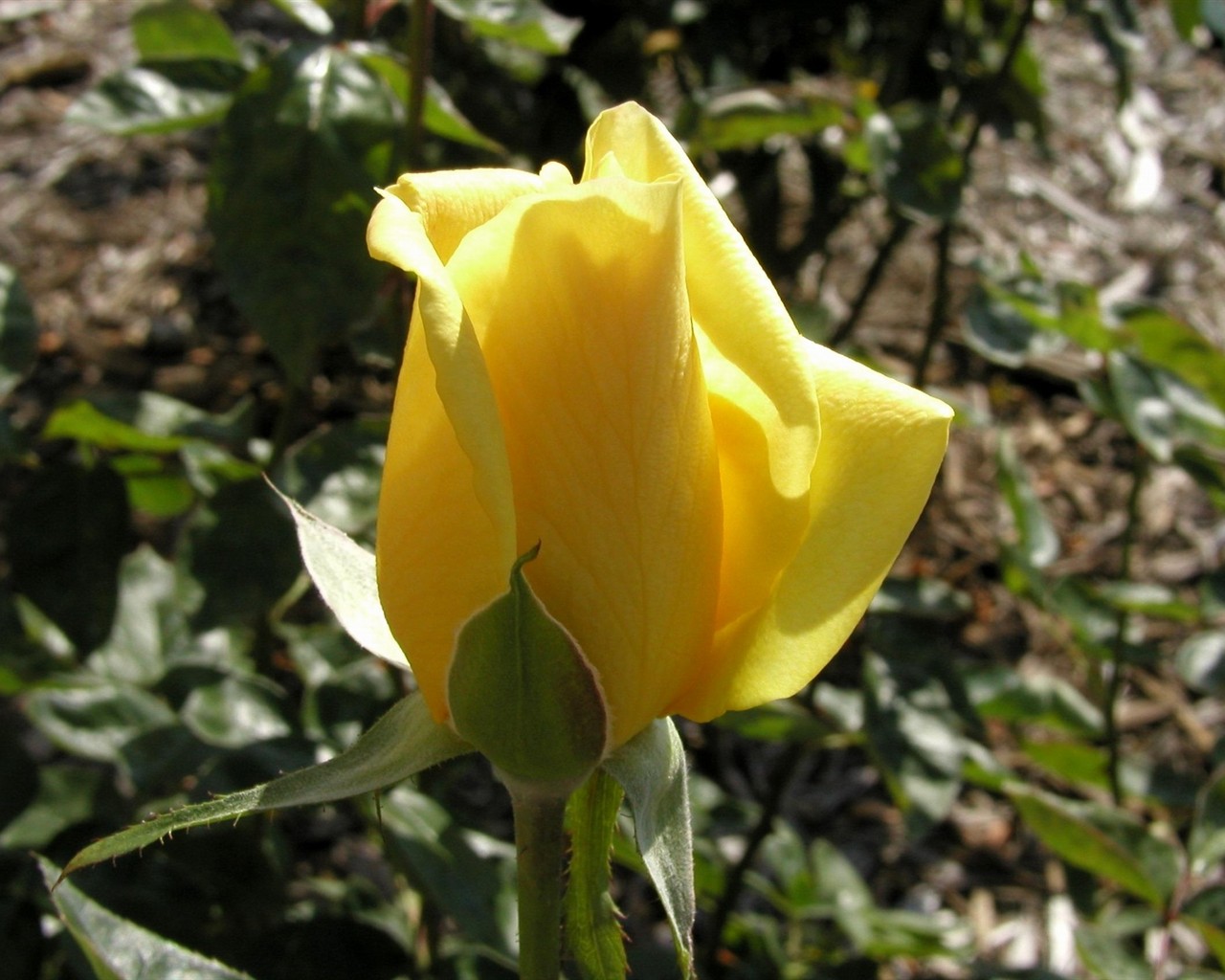 Rose foto super tapetu #10 - 1280x1024
