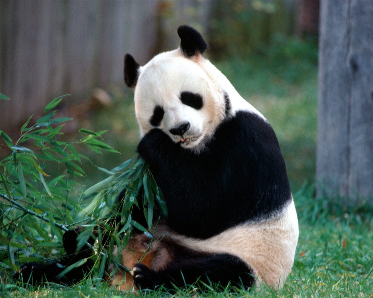 Panda wallpaper album #1 - 1280x1024