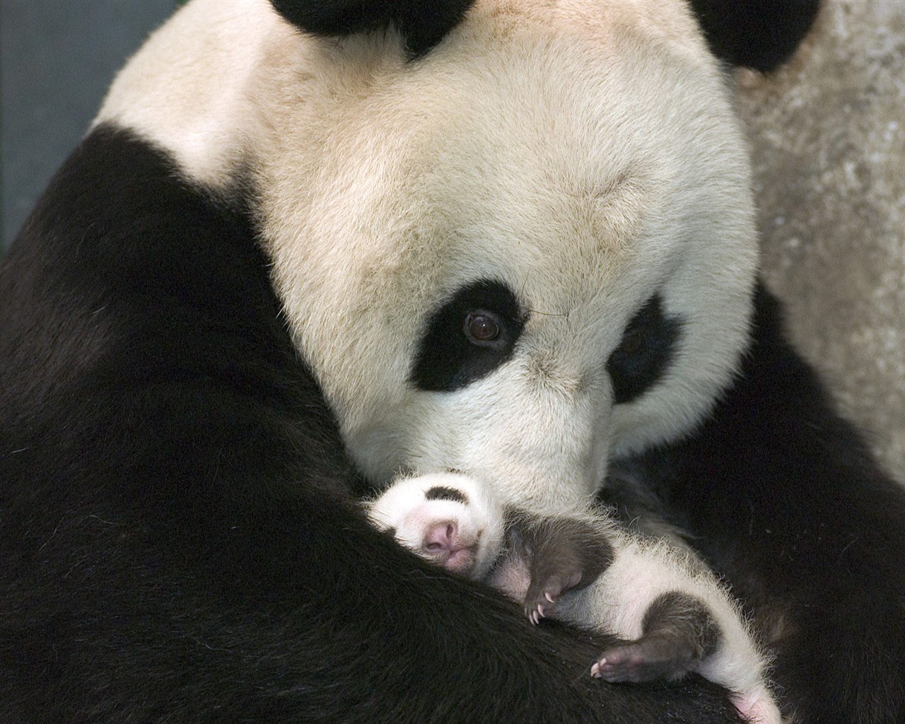 Panda wallpaper album #2 - 1280x1024