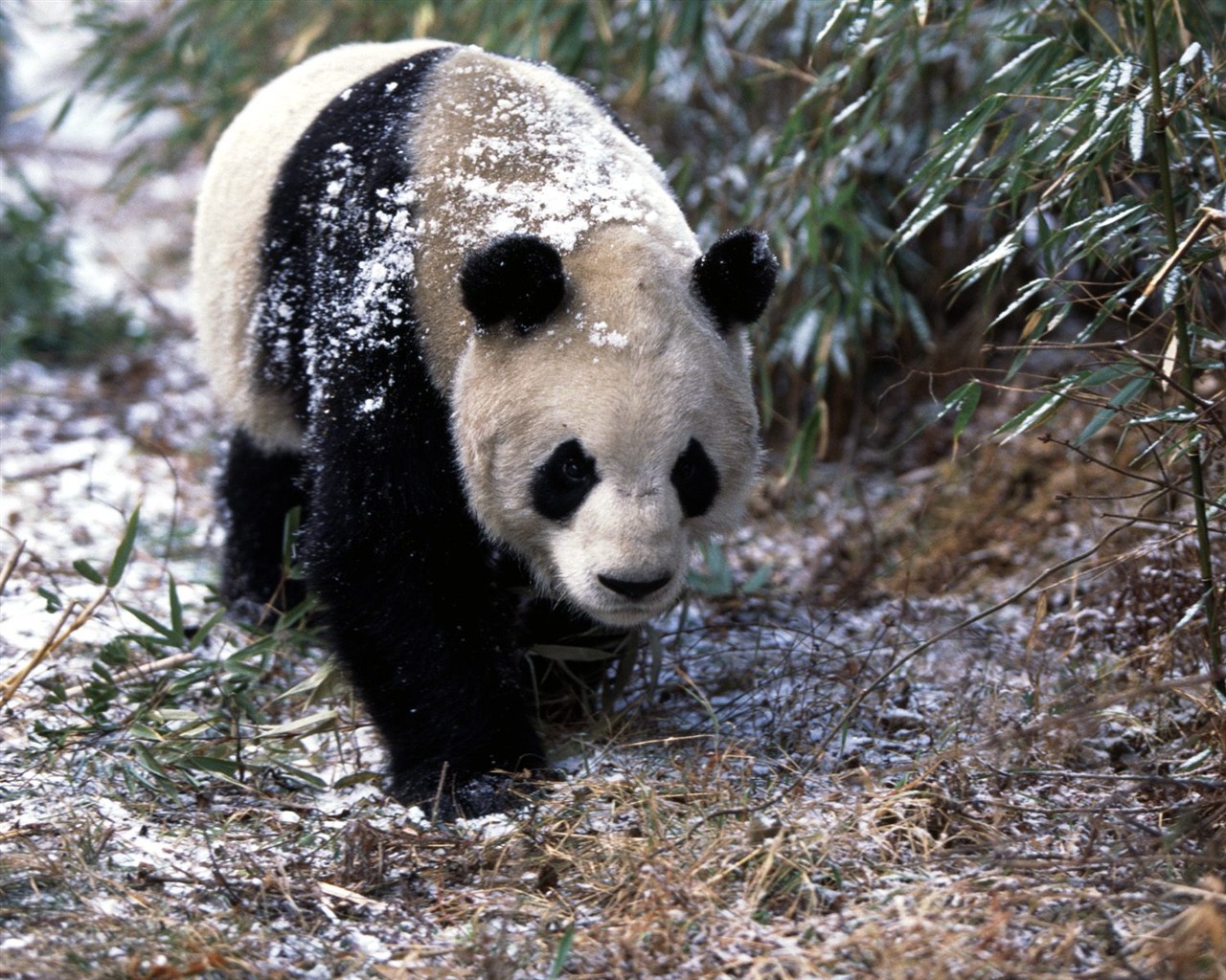Panda wallpaper album #3 - 1280x1024