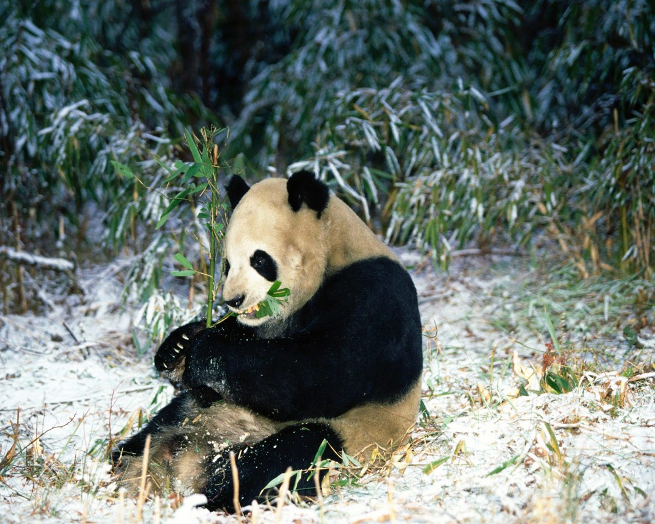 国宝熊猫壁纸专辑5 - 1280x1024