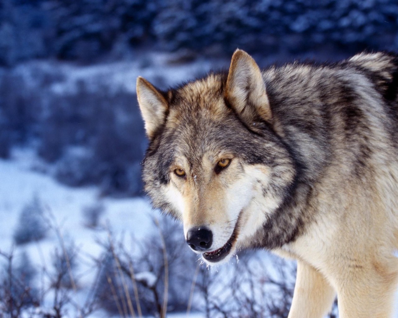 Fondo de pantalla del disco Lobo #1 - 1280x1024