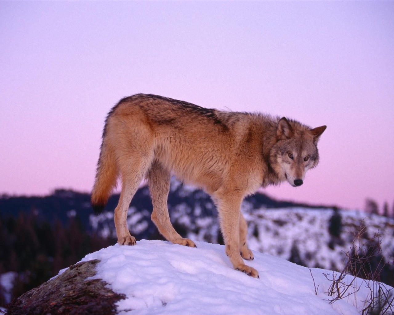 Wolf Wallpaper Album #3 - 1280x1024