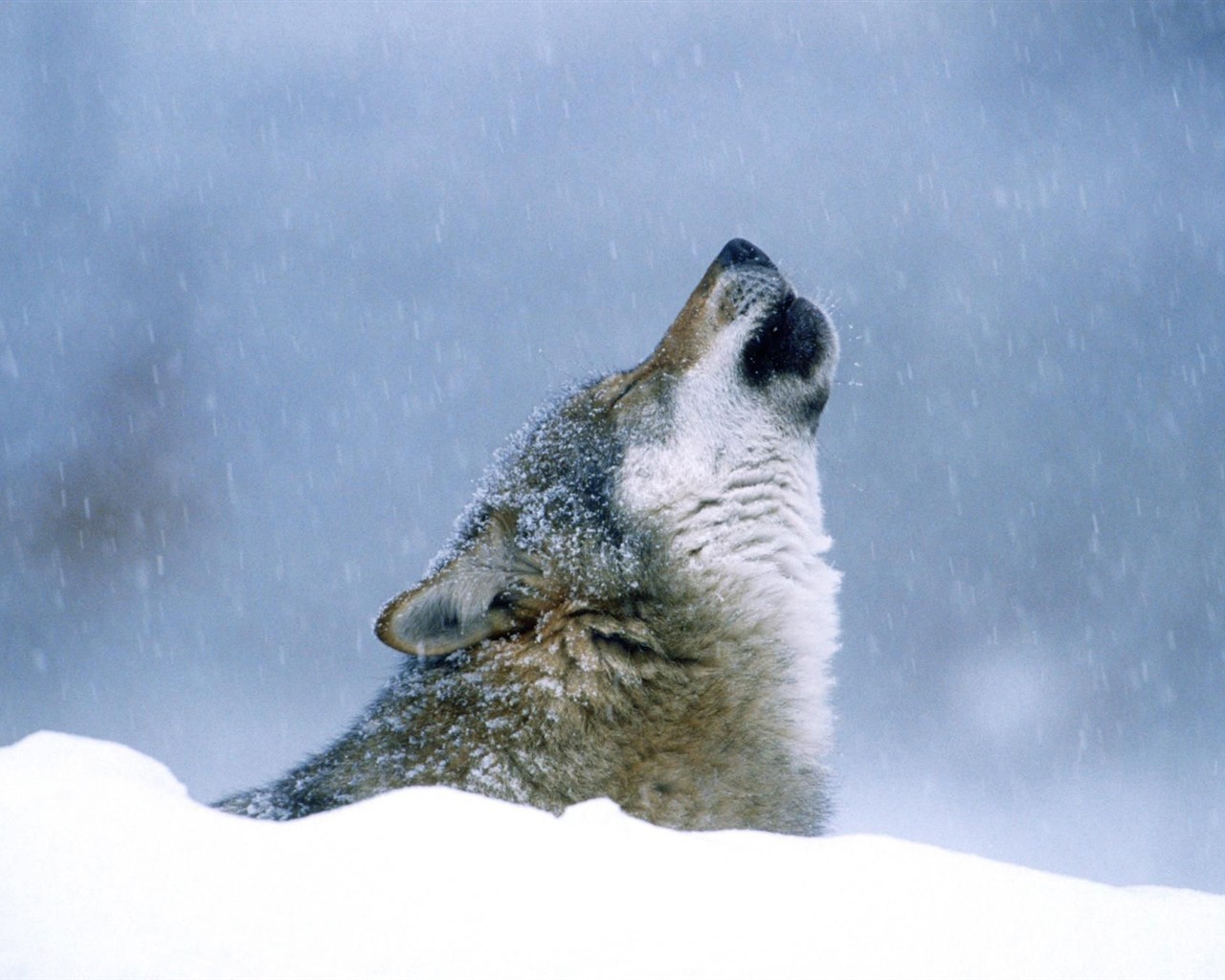 Wolf Wallpaper Album #14 - 1280x1024