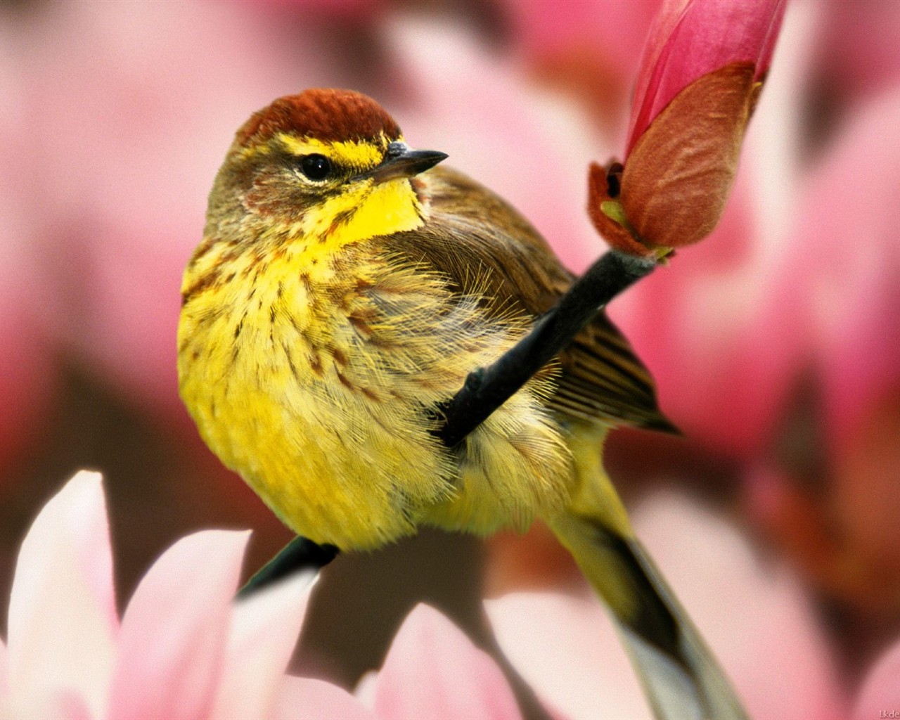 Lovely bird photo wallpaper #4 - 1280x1024