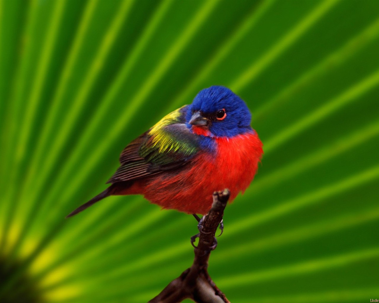 Lovely bird photo wallpaper #15 - 1280x1024