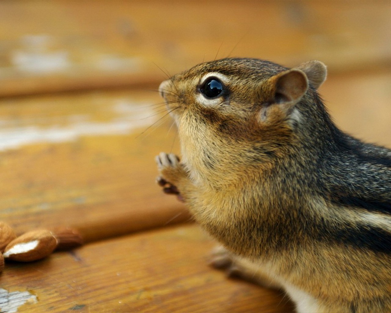 Cute Chipmunk Tapete #6 - 1280x1024