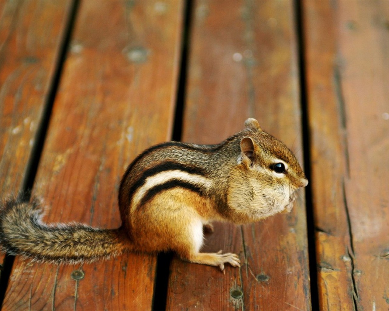 Cute Chipmunk Tapete #7 - 1280x1024