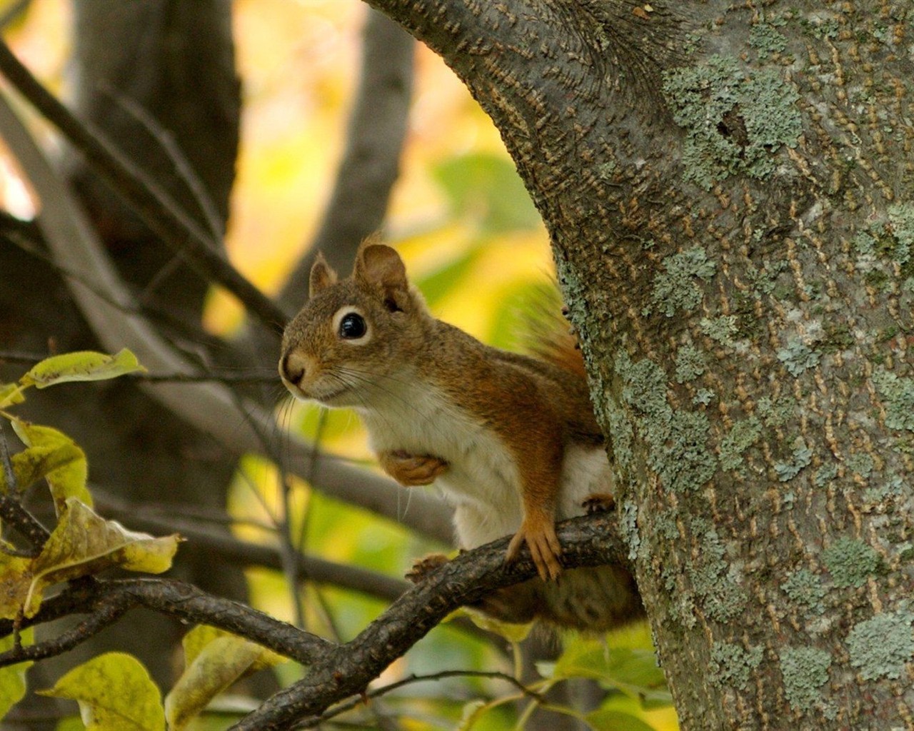 Cute Chipmunk Tapete #8 - 1280x1024