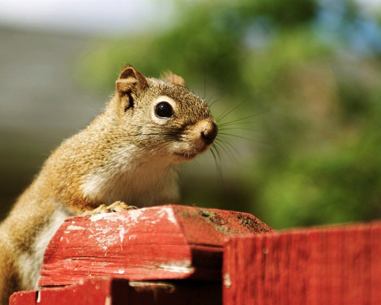 Cute Chipmunk Tapete #11 - 1280x1024