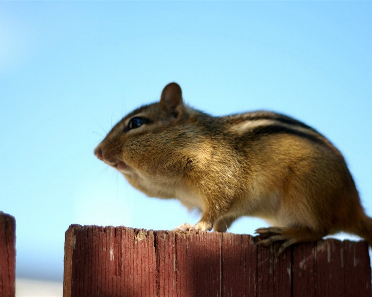 Cute Chipmunk Tapete #12 - 1280x1024