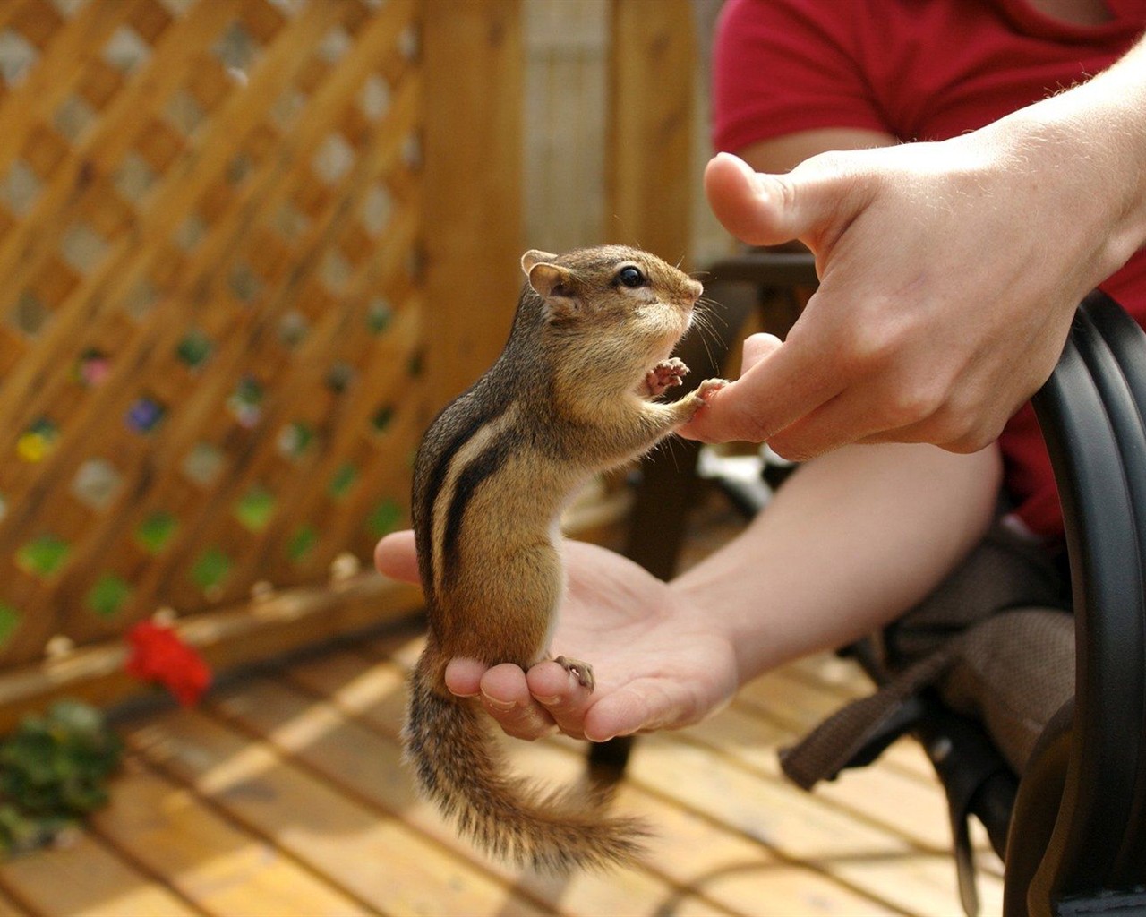 Cute Chipmunk Tapete #14 - 1280x1024