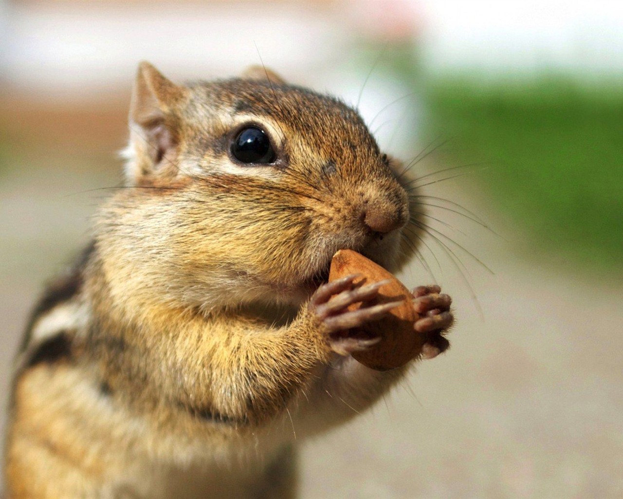 Cute Chipmunk Tapete #15 - 1280x1024