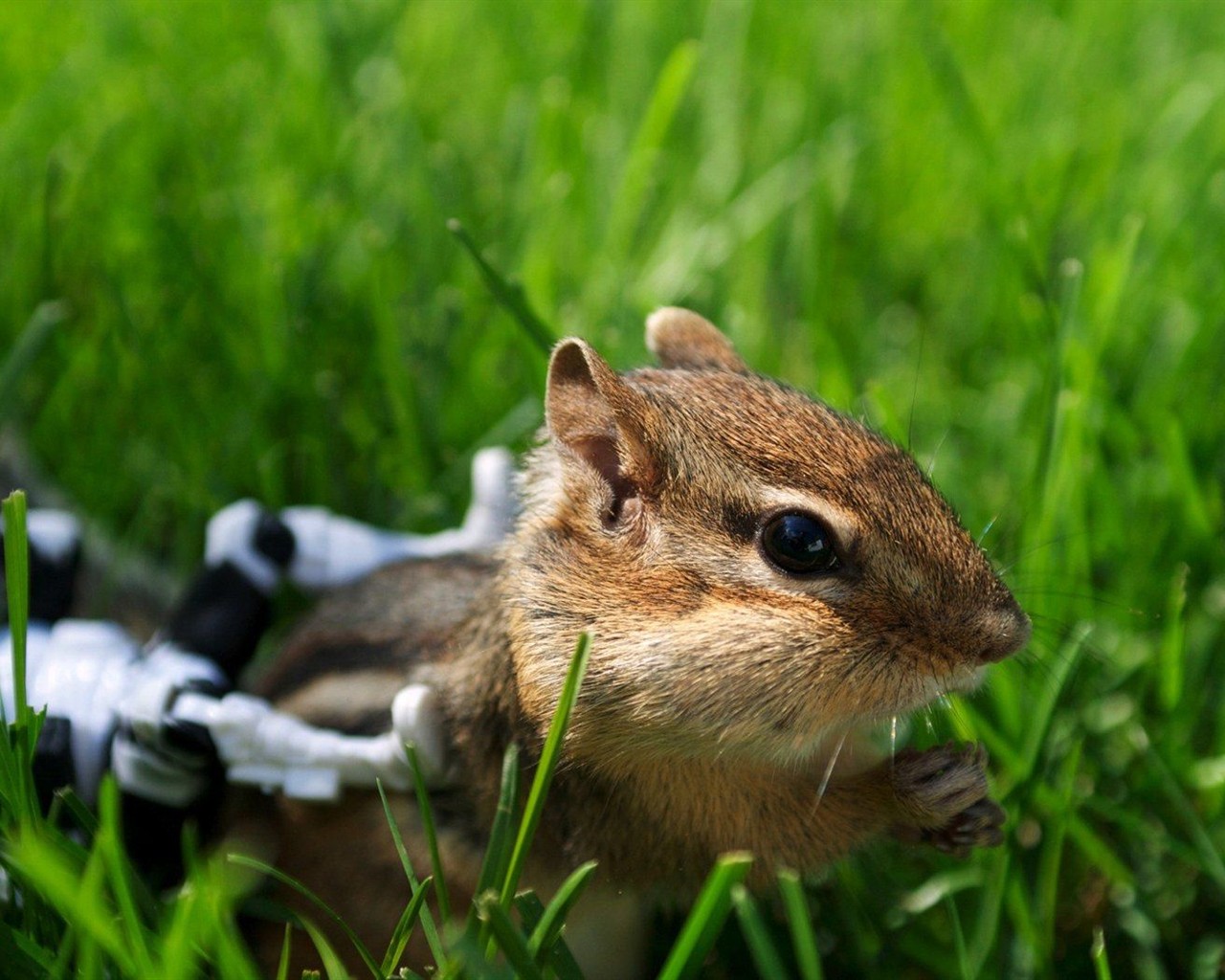 Cute Chipmunk Tapete #17 - 1280x1024