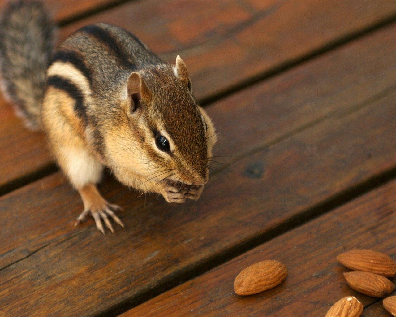 Cute chipmunk wallpaper #18 - 1280x1024