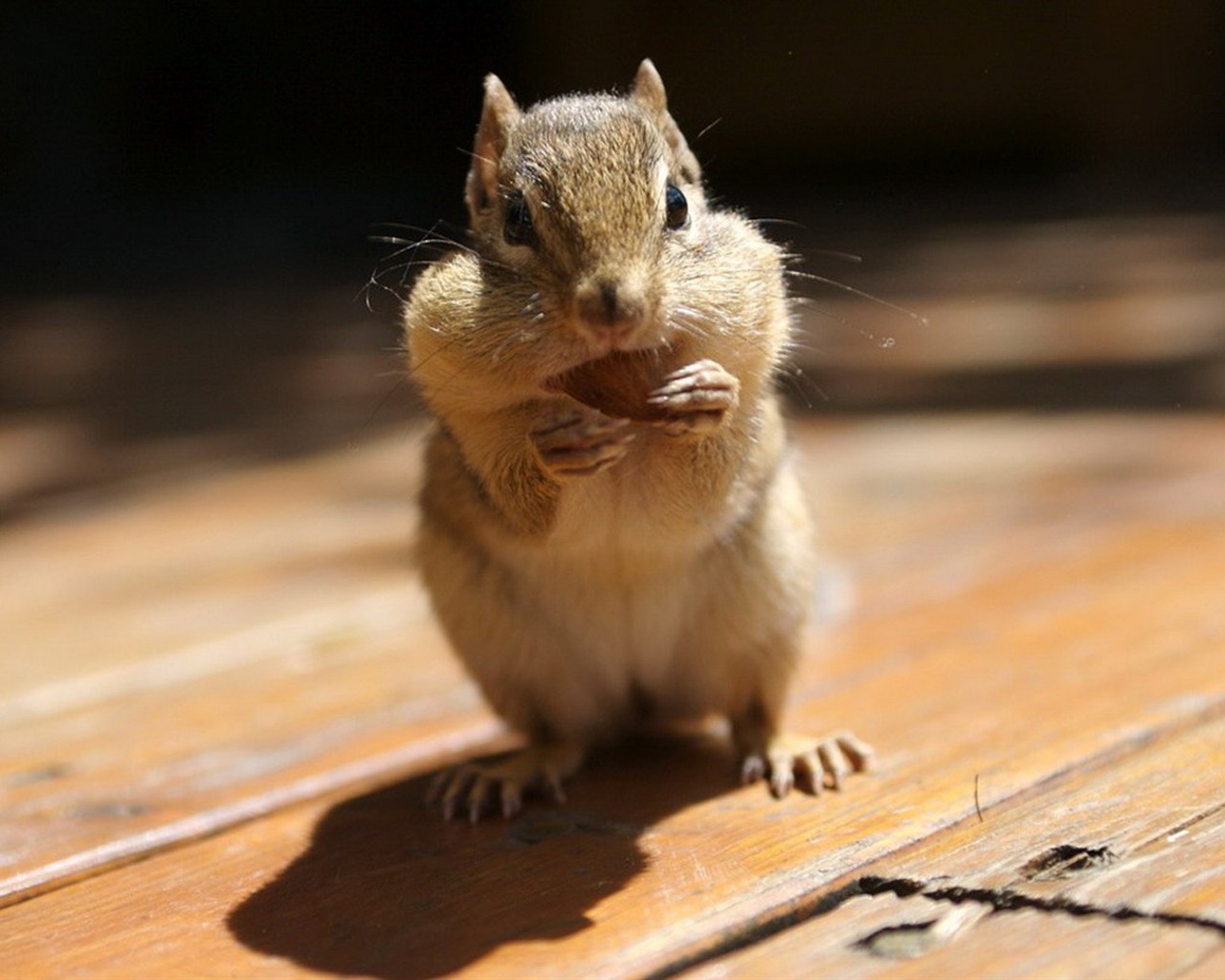 Cute Chipmunk Tapete #21 - 1280x1024