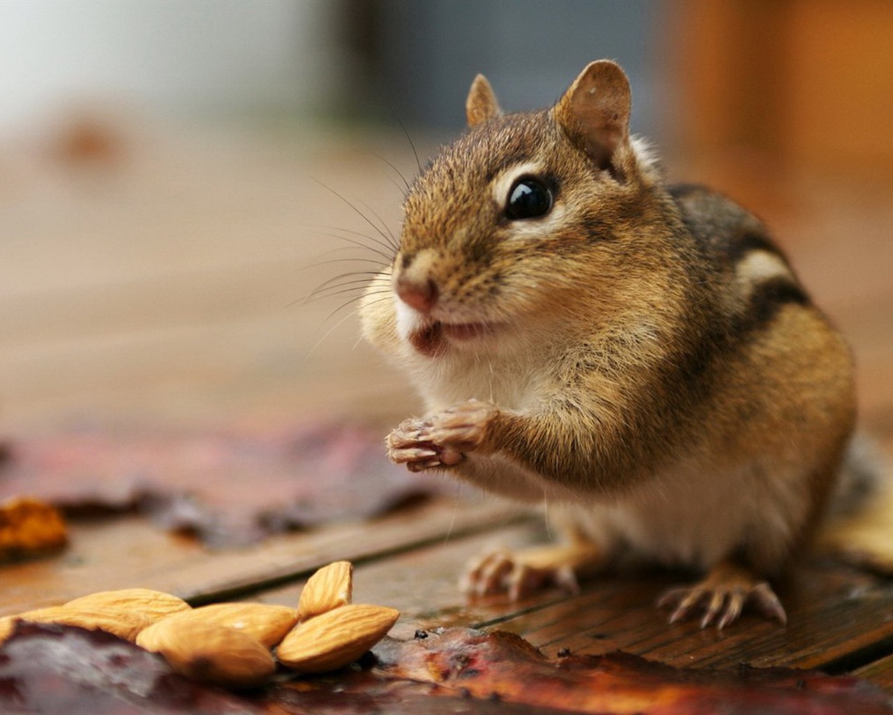 Cute Chipmunk Tapete #22 - 1280x1024