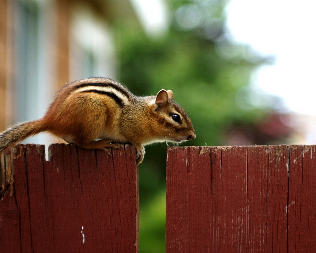 Cute Chipmunk Tapete #24 - 1280x1024