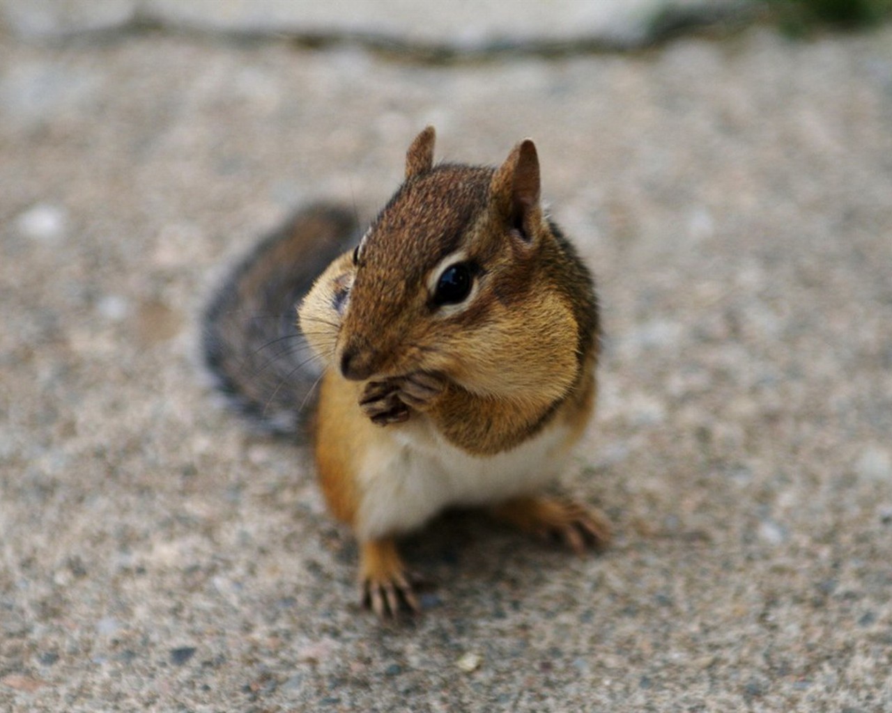 Cute Chipmunk Tapete #25 - 1280x1024