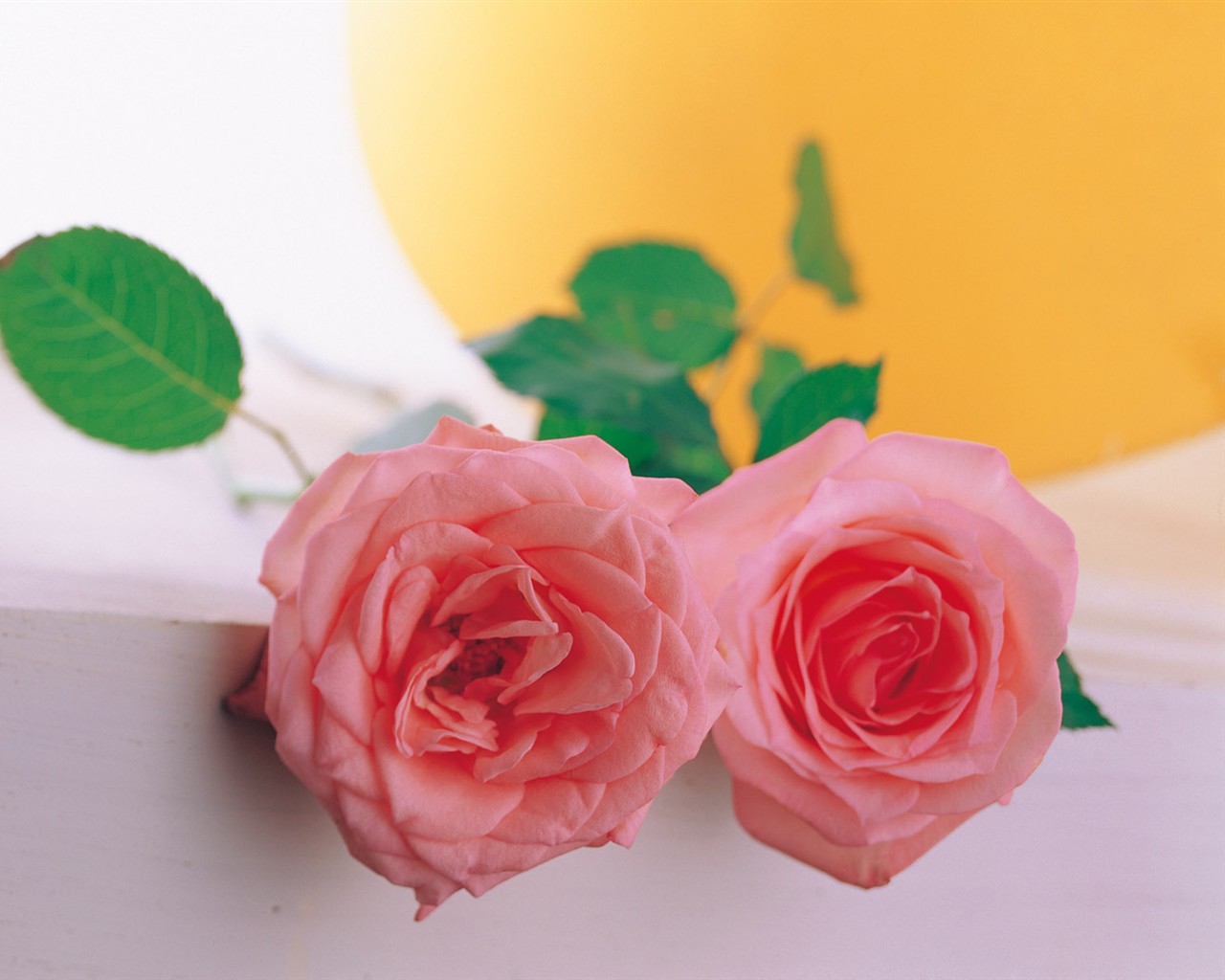室內鮮花特輯(一) #4 - 1280x1024