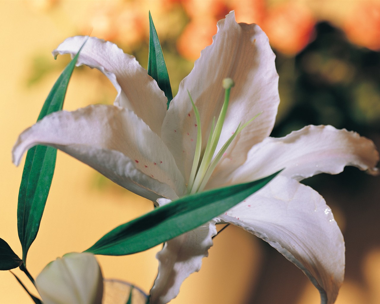 Indoor flower wallpaper (1) #11 - 1280x1024