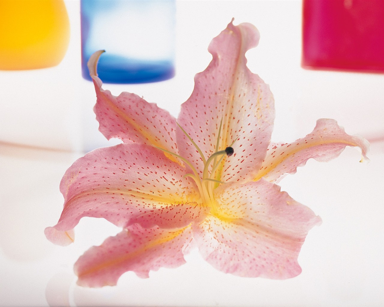 Indoor flower wallpaper (1) #16 - 1280x1024