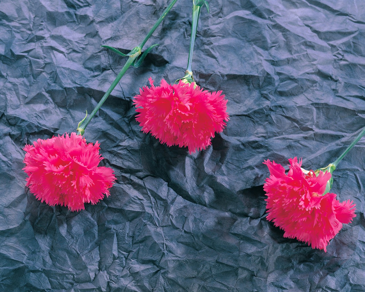 室內鮮花特輯(一) #17 - 1280x1024