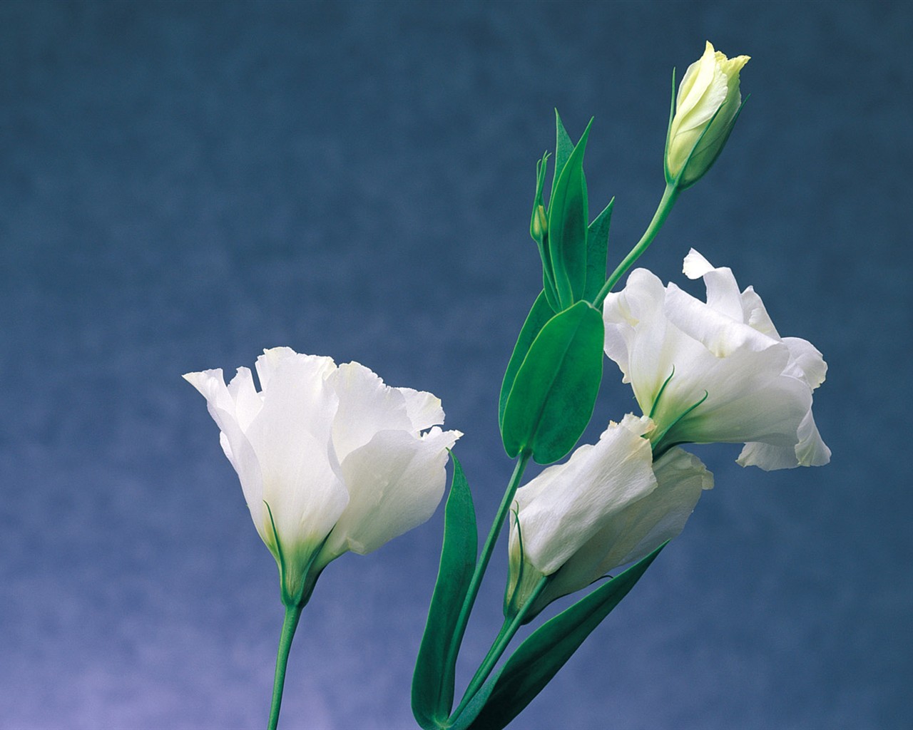 Indoor flower wallpaper (1) #23 - 1280x1024