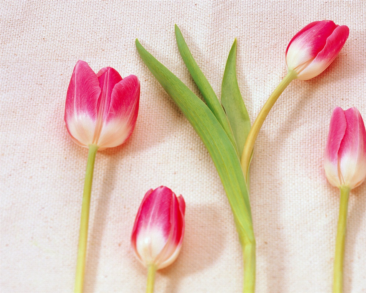 Indoor flower wallpaper (1) #29 - 1280x1024