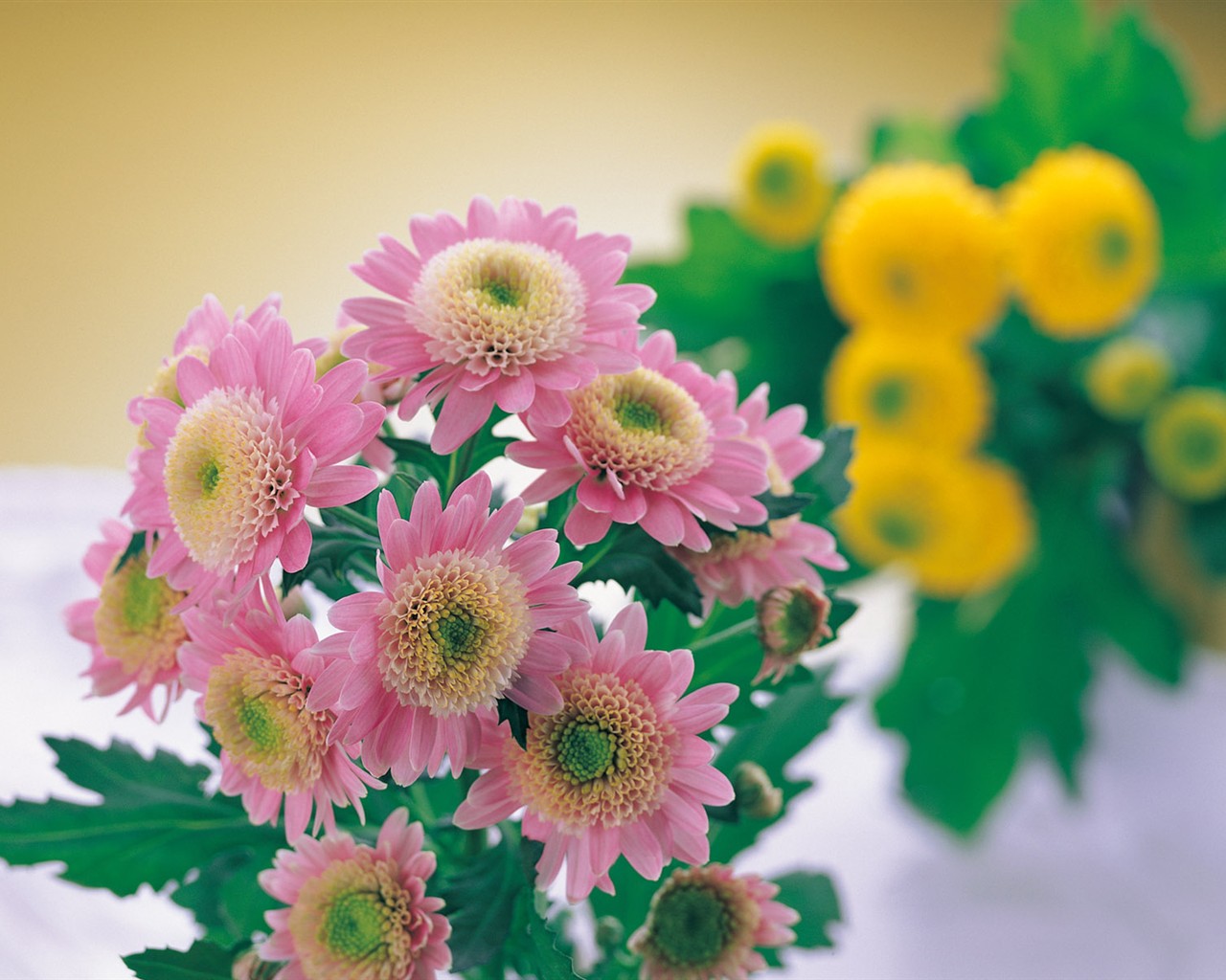 Fond d'écran de fleurs d'intérieur (1) #31 - 1280x1024