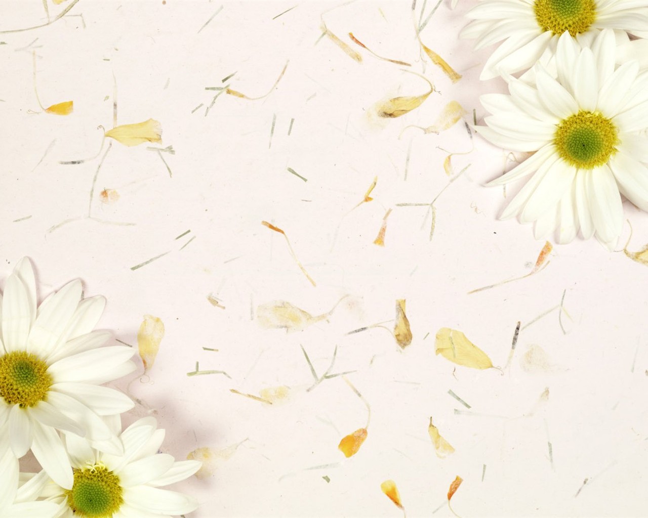 室內鮮花特輯(二) #31 - 1280x1024