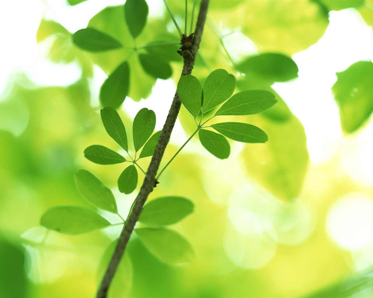 Vista Plant wallpaper (6) #18 - 1280x1024