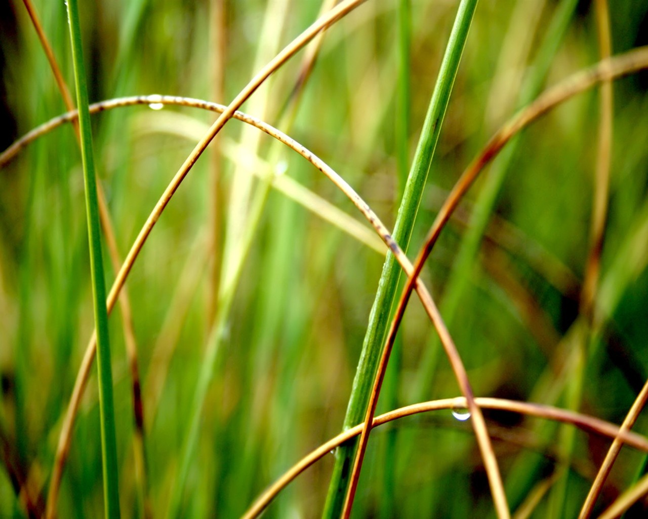 Vista rostlin tapetu (6) #21 - 1280x1024