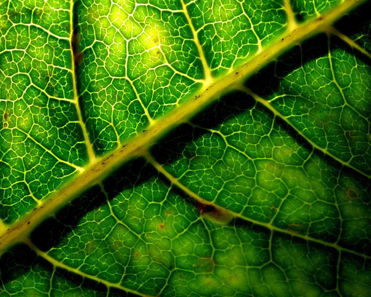 Vista Wallpaper plantes (6) #31 - 1280x1024