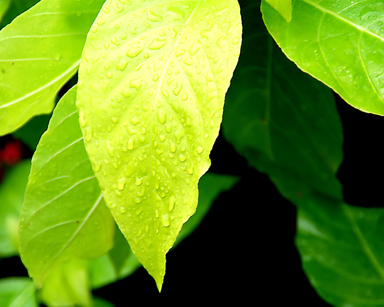 Vista Plant wallpaper (6) #34 - 1280x1024