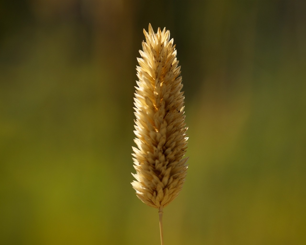 Vista Plant wallpaper (5) #8 - 1280x1024