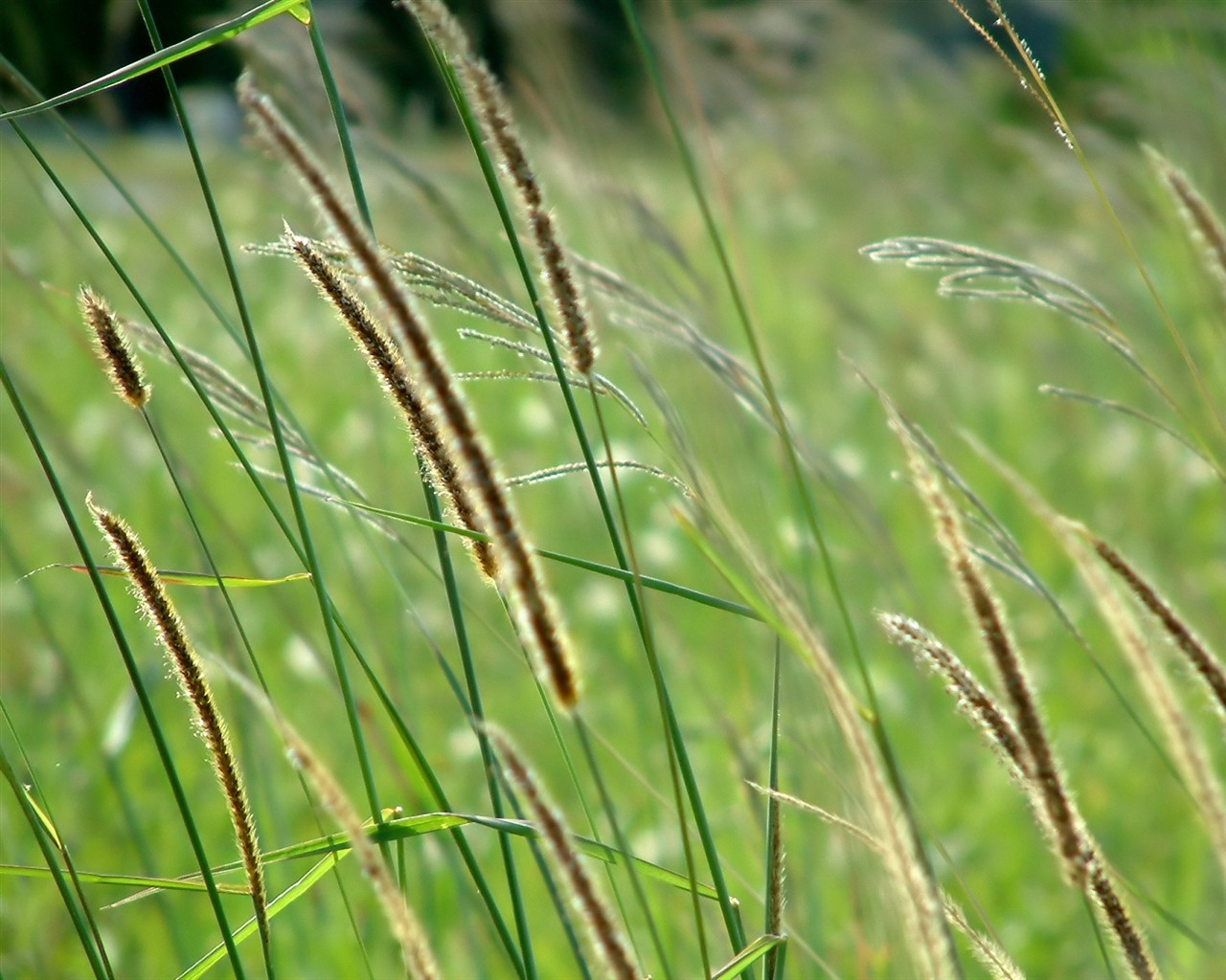 Vista 植物壁紙(五) #35 - 1280x1024