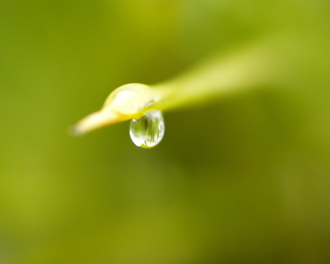 Vista 植物壁紙(五) #38 - 1280x1024
