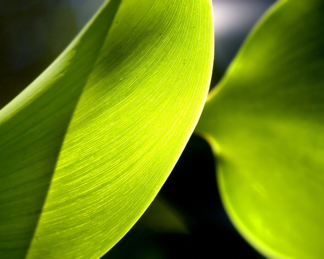  Vistaの植物の壁紙(5) #39 - 1280x1024