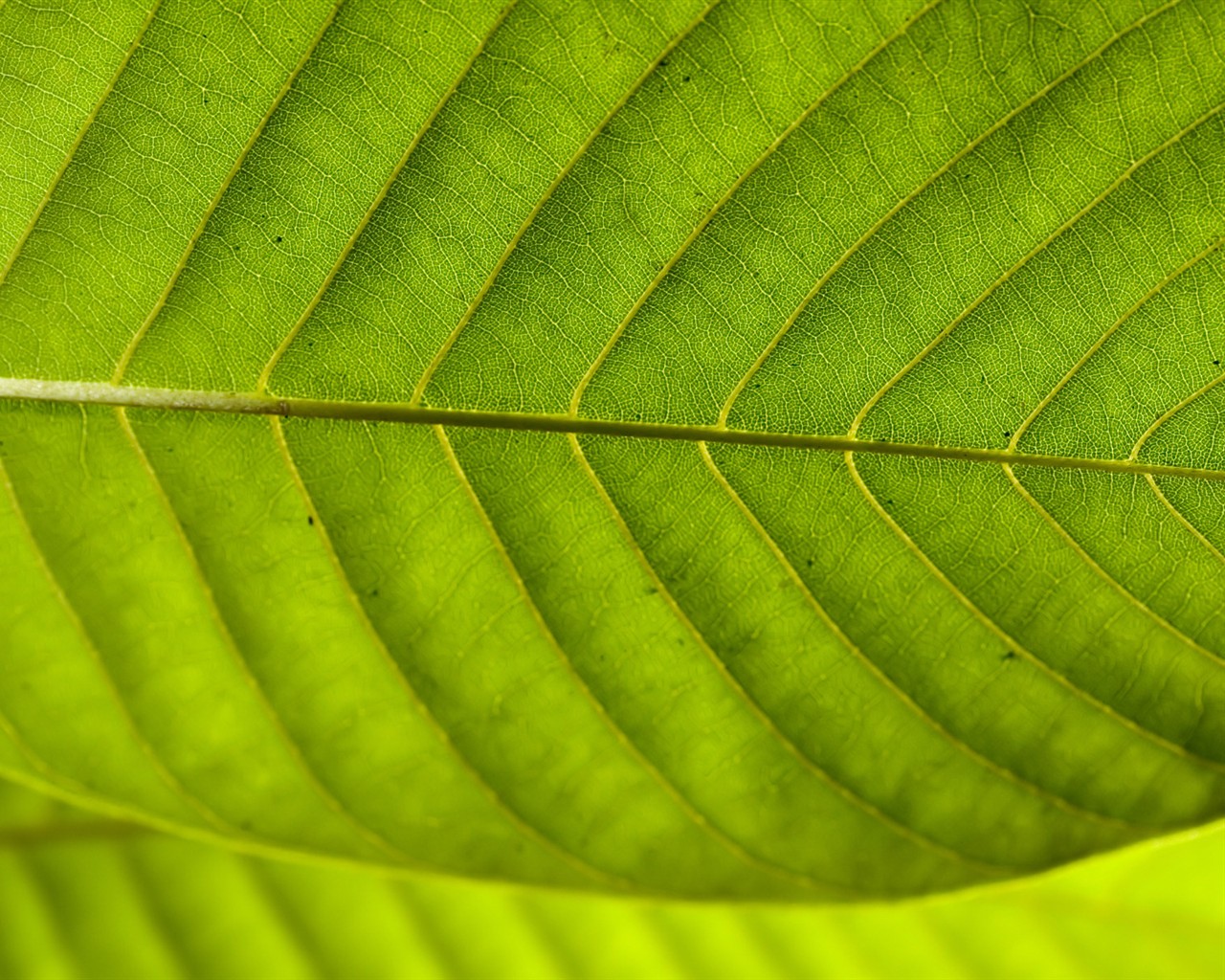  Vistaの植物の壁紙(7) #22 - 1280x1024