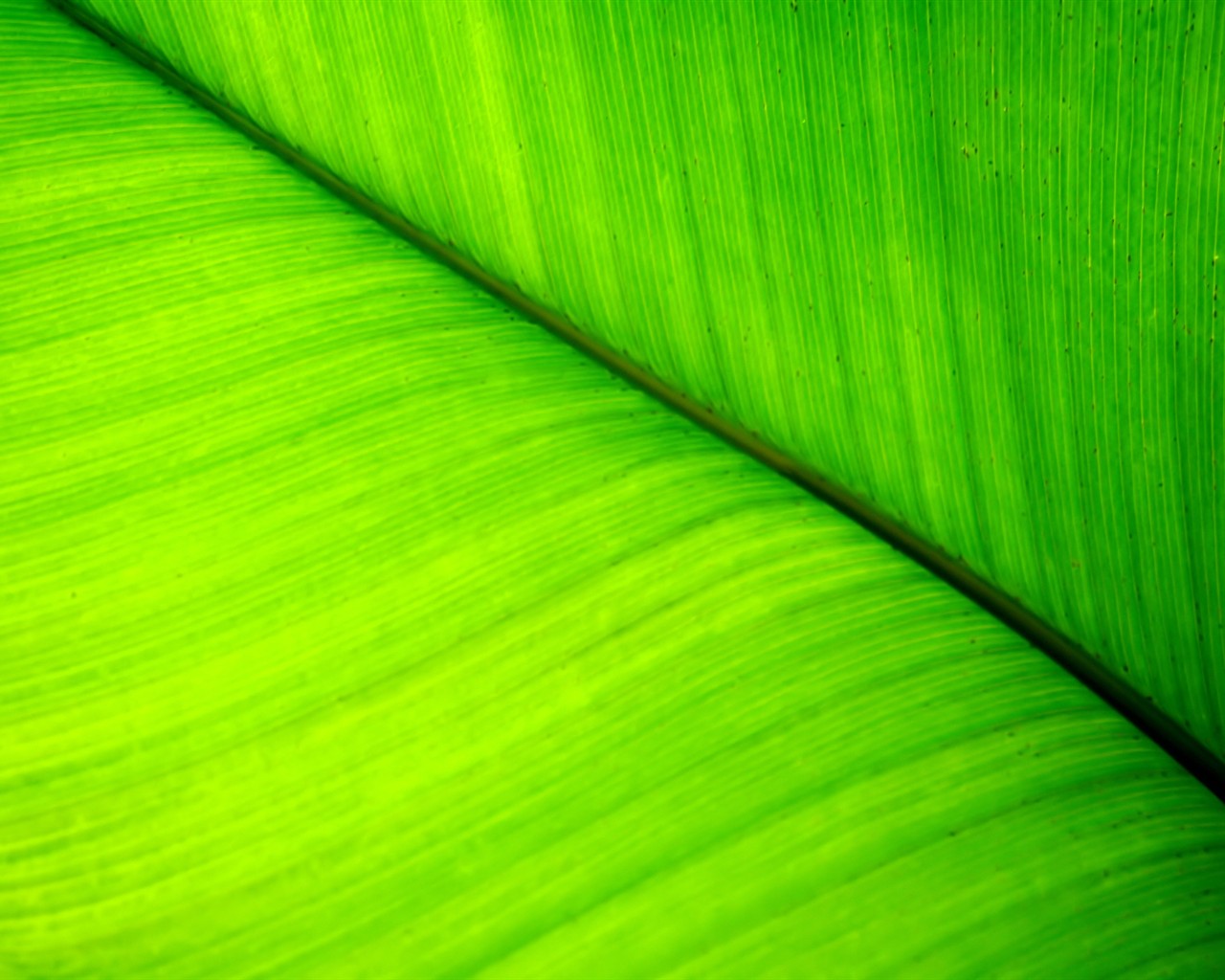 Vista rostlin tapetu (7) #25 - 1280x1024
