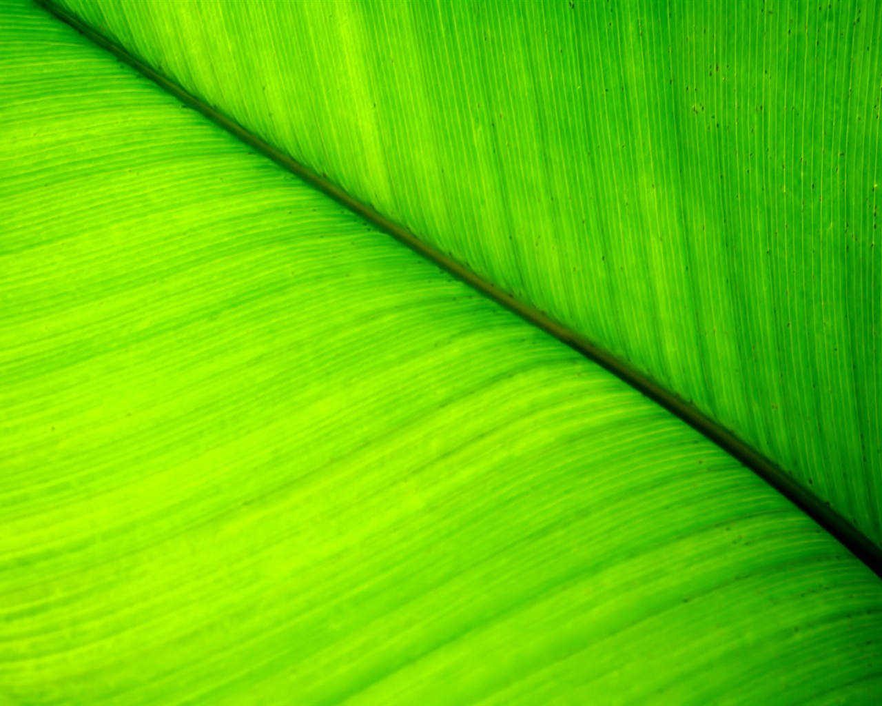 Vista Plant wallpaper (7) #25 - 1280x1024