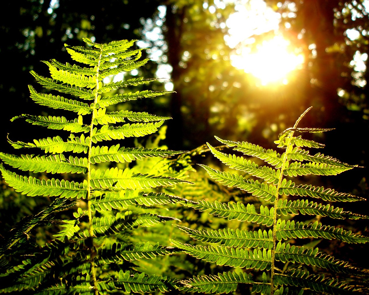 Vista rostlin tapetu (7) #28 - 1280x1024