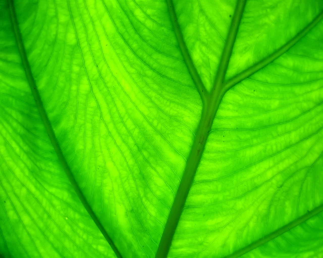 Vista Wallpaper plantes (7) #29 - 1280x1024