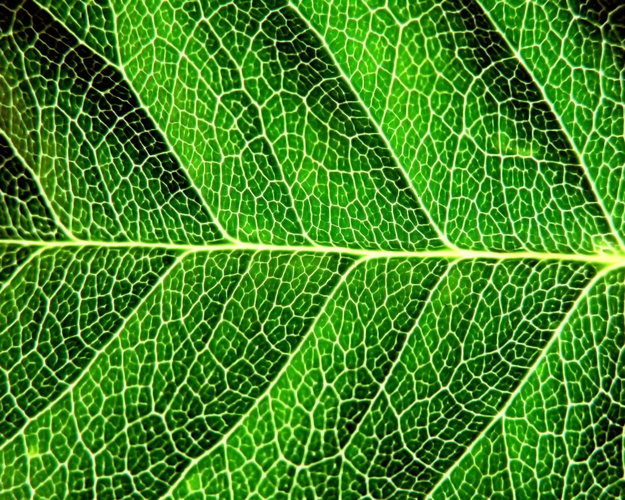 Vista Plant wallpaper (7) #40 - 1280x1024