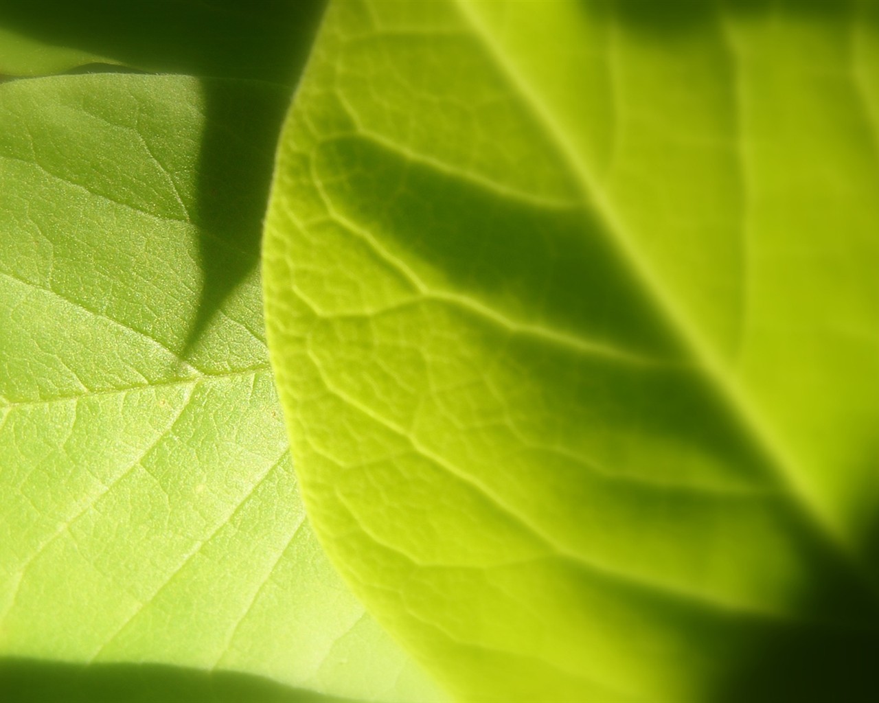 Vista Plant wallpaper (8) #2 - 1280x1024