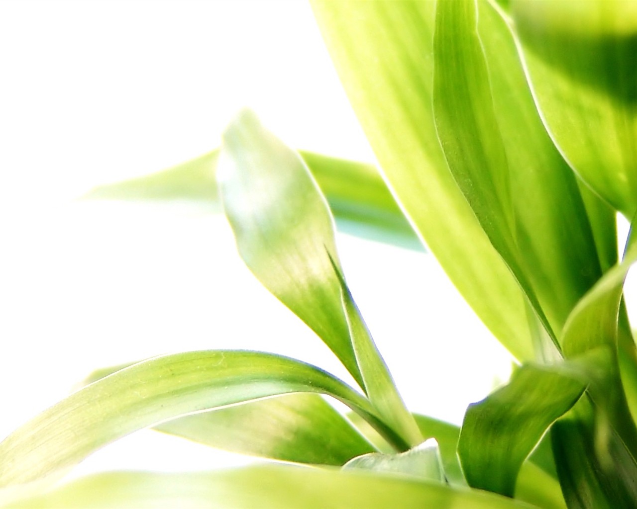 Vista 植物壁紙(八) #21 - 1280x1024