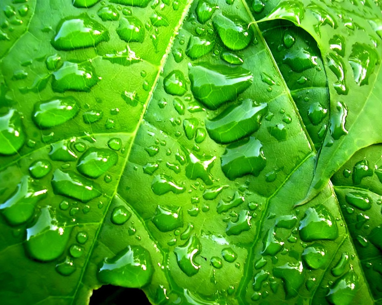 Vista 植物壁紙(八) #35 - 1280x1024
