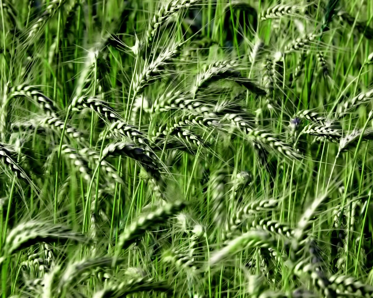 Vista Wallpaper plantes (8) #37 - 1280x1024